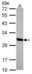 HscB antibody [N1C3]