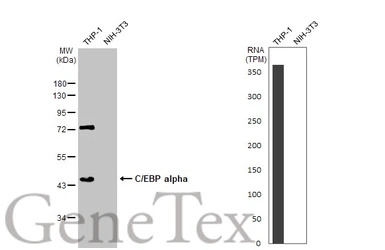 C/EBP alpha antibody [N1], N-t