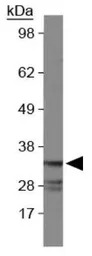Caspase 7 antibody [Mch3 1-1-1