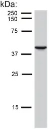 Cytokeratin 19 antibody [BA-17