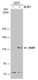 BUB1 antibody