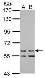ZNF419 antibody [N1N3]