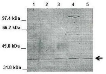 IKB alpha antibody, Internal