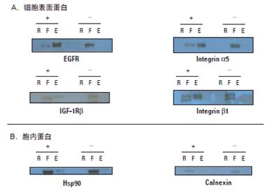 细胞表面蛋白分离试剂盒