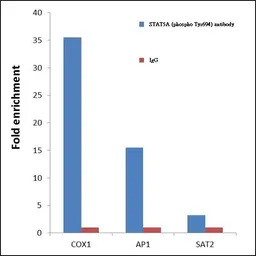 STAT5A (phospho Tyr694) antibo