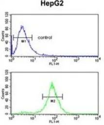ELOVL2 antibody, N-term