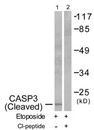 Caspase 3 (cleaved Asp175) ant