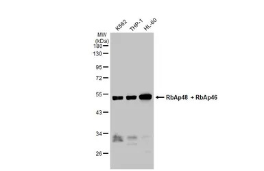 RbAp48 + RbAp46 antibody [15G1