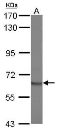 STAM2 antibody [N1N3]