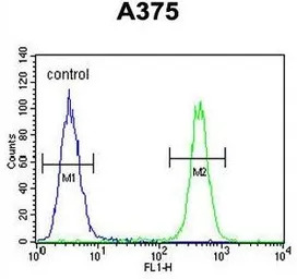 C6orf170 antibody, N-term