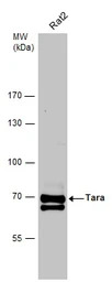 Tara antibody [C2C3-2], C-term