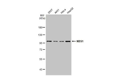 NBS1 antibody [1C3]