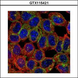 BAIAP2 antibody