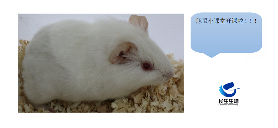 ​小小豚鼠，大大作用第一讲&nbsp;  ——揭秘豚鼠在科研领域的应用