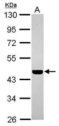 PABPC5 antibody [N1C2]
