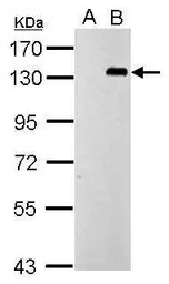 TLR9 antibody [N2], N-term