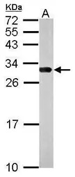 14-3-3 gamma antibody
