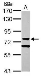 Ku70 antibody [N1N3]