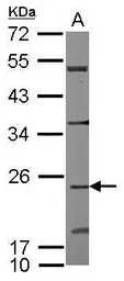 CDC42EP2 antibody [N1C3]