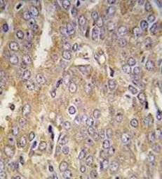 LTBP1 antibody, C-term