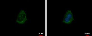 CRYZ antibody [N1C1]