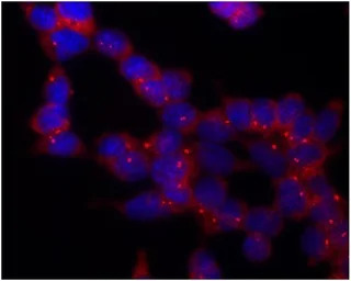 gamma Tubulin antibody [TU-30]
