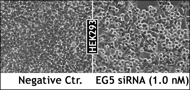 LipoJet™体外DNA转染试剂盒
