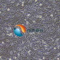 小鼠骨髓间充质干细胞-永生化