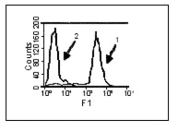 BAFF antibody [Buffy-1]