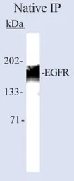 EGFR antibody [199.12]