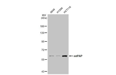 mtPAP antibody [1D3]