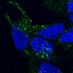 VPS35 antibody, C-term