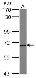 Epsin 1 antibody [C1C3]
