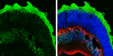 Musashi 1 antibody [N3C3]