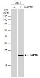 RAP1B antibody