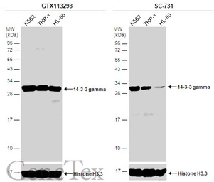 14-3-3 gamma antibody