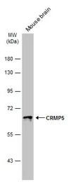 CRMP5 antibody [N1C1]