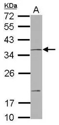 NOTCH2NL antibody [N2C3]