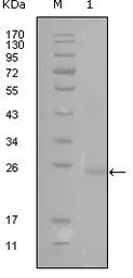 GATA3 antibody [1A10D1]