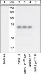 SHP2 (phospho Tyr542) antibody