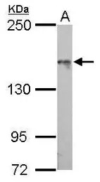 ASK1 antibody [C2C3-2], C-term