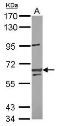 LIN54 antibody [C1C2], Interna