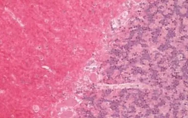 5-HT1D receptor antibody