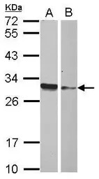 HMGB4 antibody