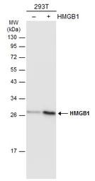 HMGB1 antibody