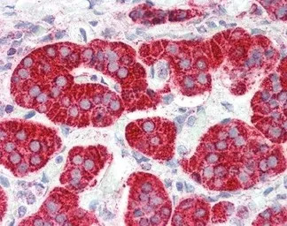 GPR44 antibody, N-term