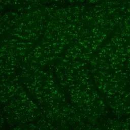 NHP2L1 antibody [N1C3]