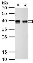 hnRNP C1/C2 antibody