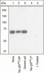 Tau (phospho Ser422) antibody