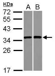 RPS3A antibody